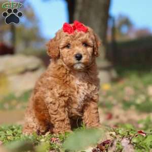 Sweet Potato, Miniature Poodle Puppy